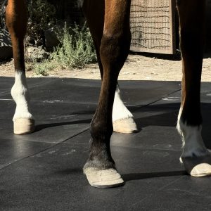 Piso para Caballerizas